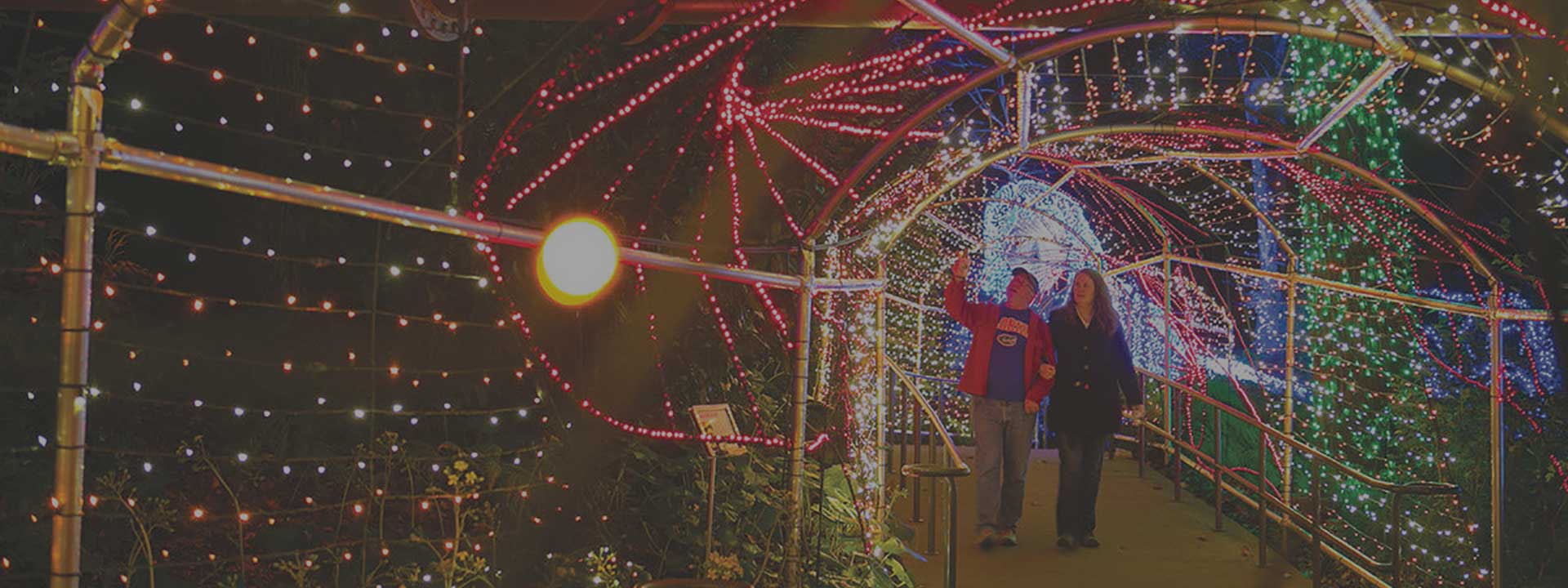 Winter Lights